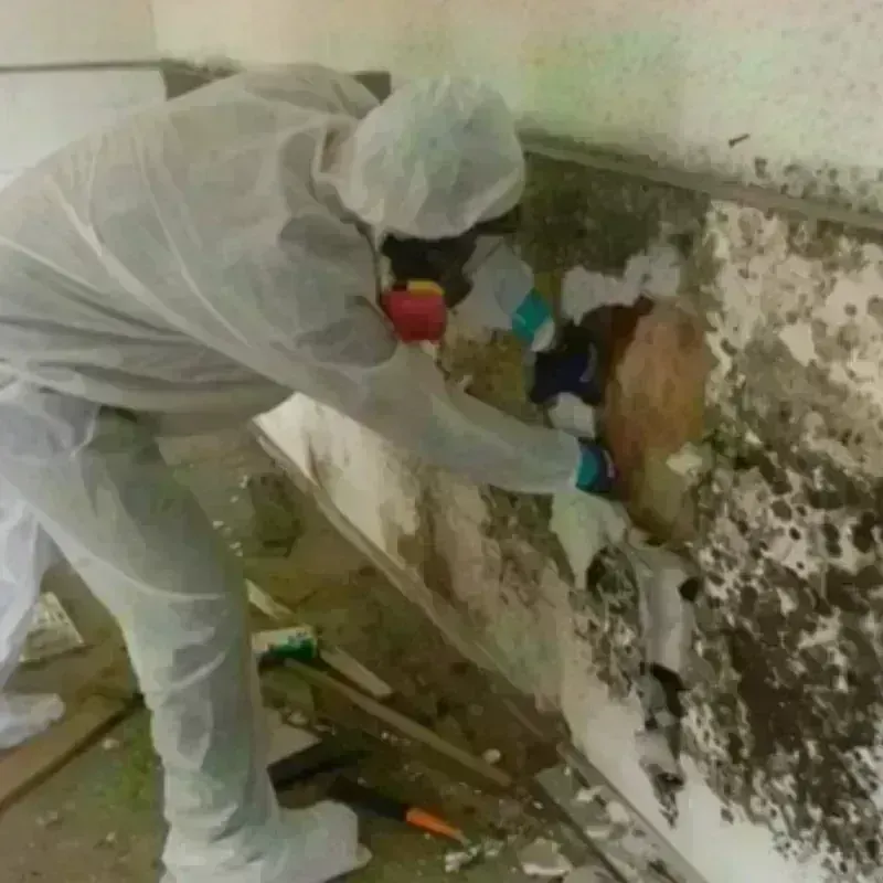 Mold Remediation and Removal in Booneville, MS